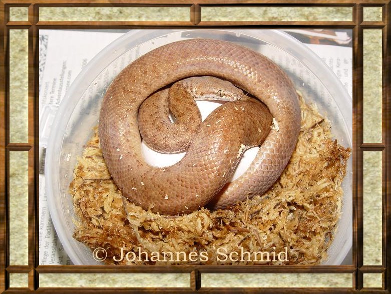 Antaresia perthensis 0.2 mit Gelege